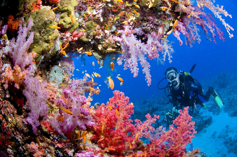 Краски подводного мира