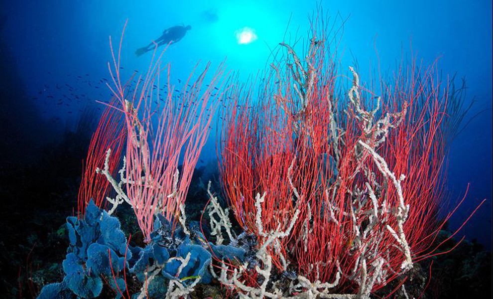 Краски подводного мира