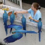 Попугаи ара в Каракасе