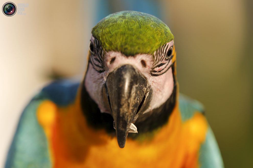 Попугаи ара
