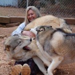 Чудо природы: гибрид волка и собаки