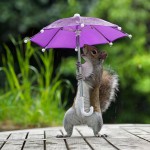 Для хорошего кадра фотограф дал белке зонтик