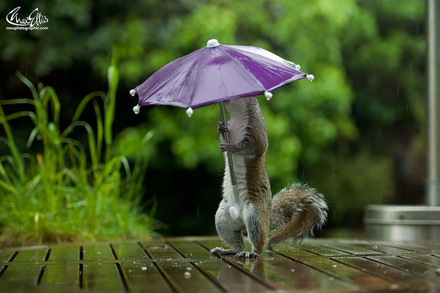 Белка под зонтиком