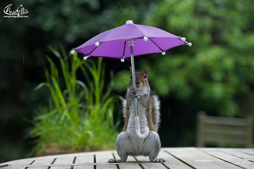 Белка под зонтиком