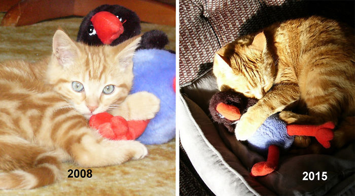 Зверушки с игрушками до и после взросления