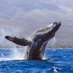 Горбатые киты у побережья Гавайев