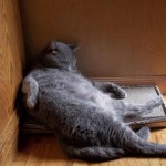 15 фотографий котов, которым всё равно, где спать