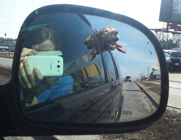 собака в окне машины