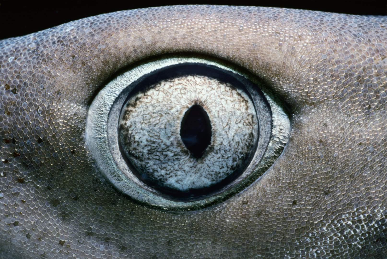 Глаз акулы