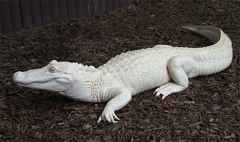 Крокодил-альбинос