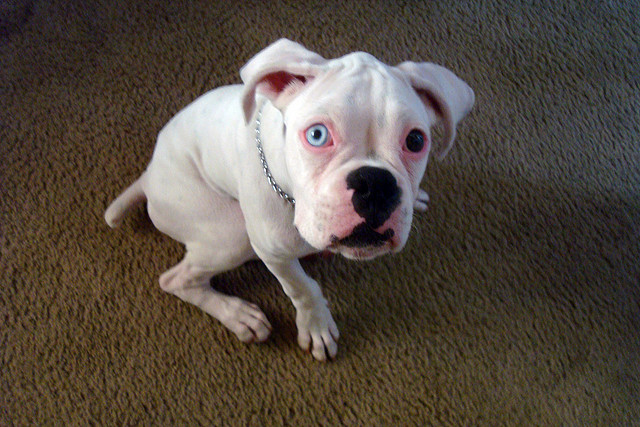 Собака-альбинос