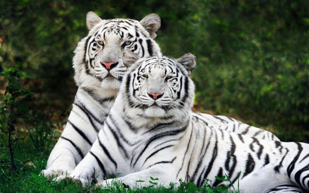 Тигры-альбиносы