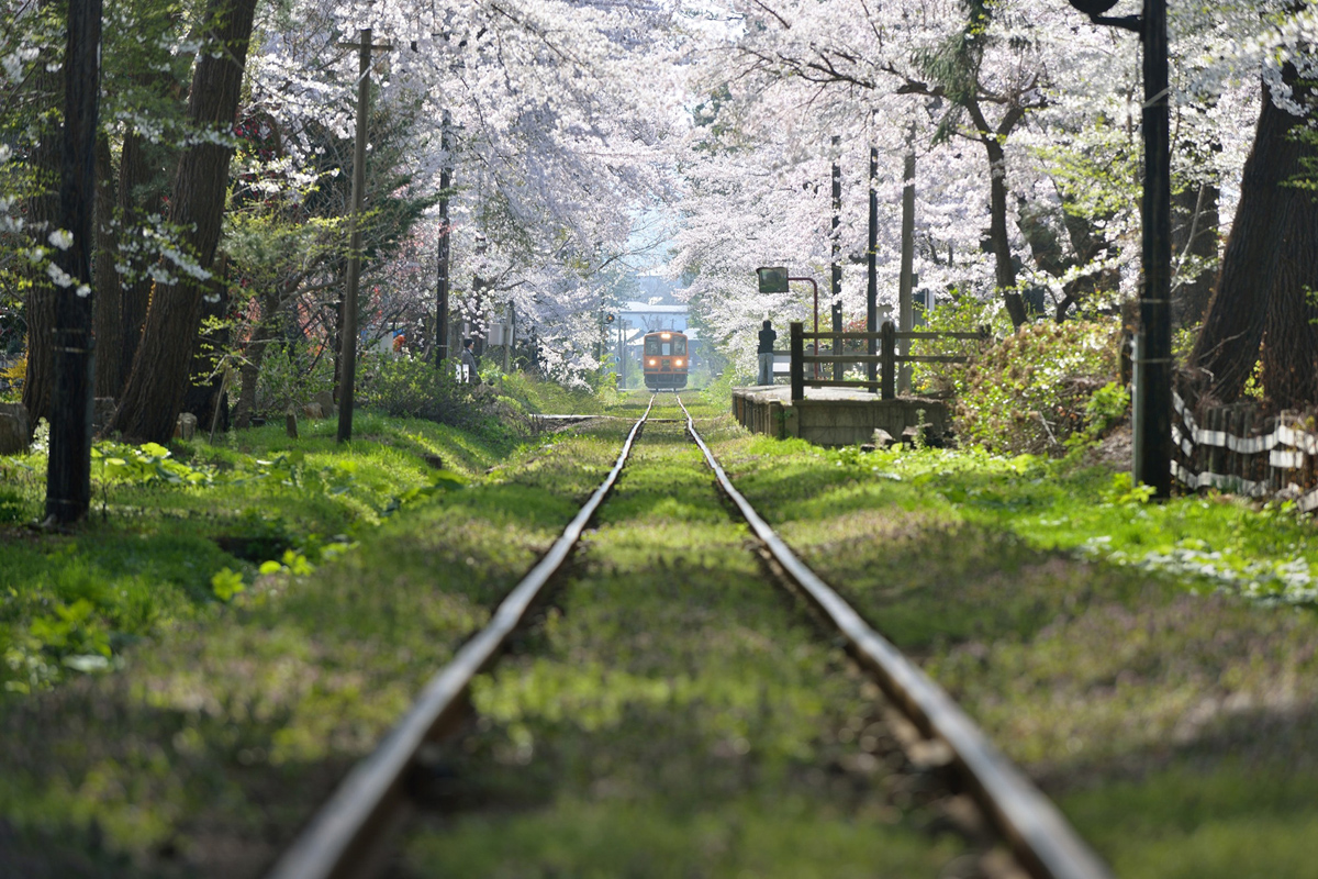 Железная дорога через лес. Оита, Япония