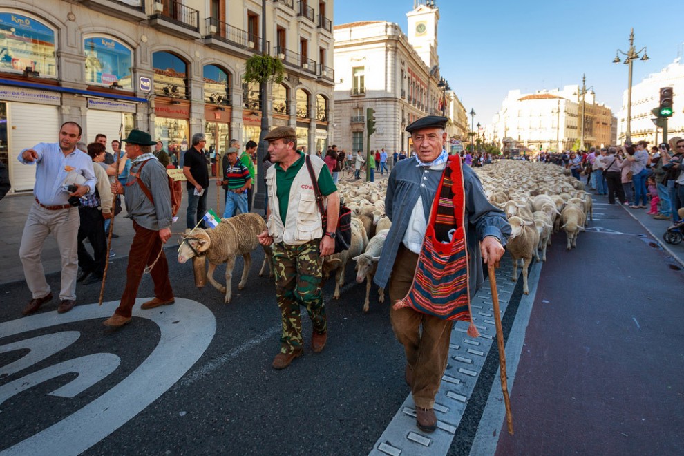 Прогон овец по Мадриду