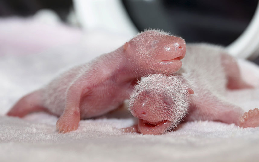 Новорожденные детёныши панды