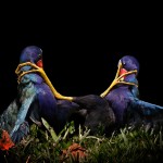 Итоги орнитологического фотоконкурса Audubon Photography Awards
