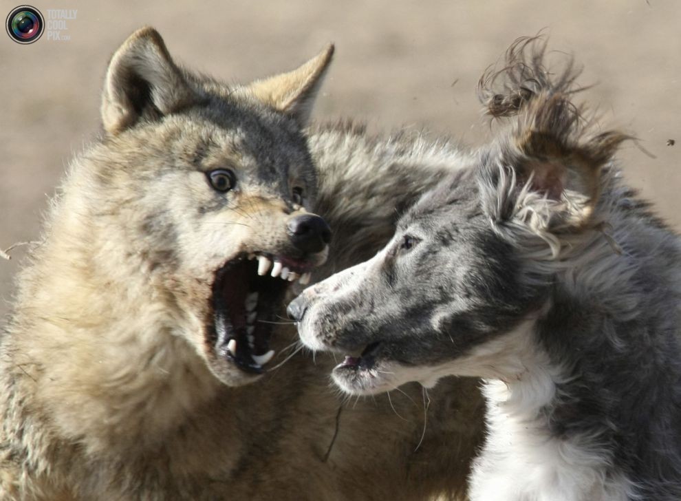 Собака и волк