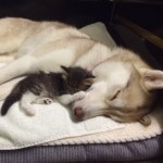 Собака хаски спасла жизнь маленькому котенку
