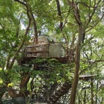 Очень уютный дом на кроне 300-летнего дерева