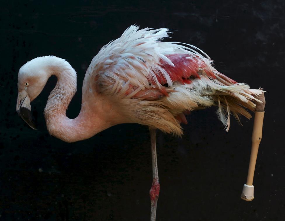 Фламинго с ампутированной ногой