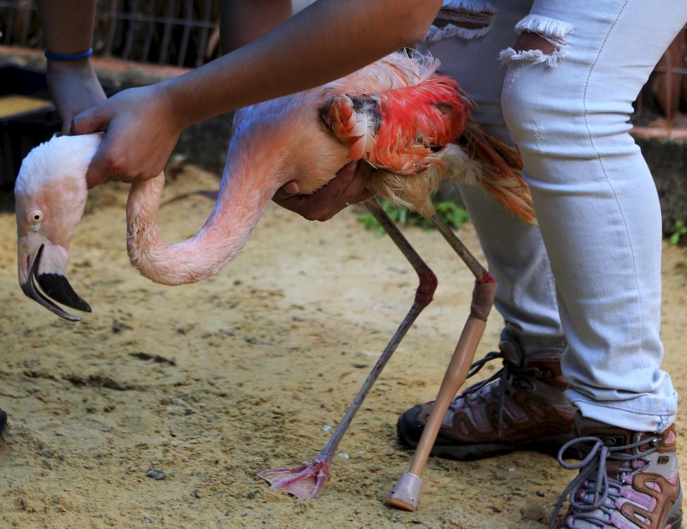 Фламинго с ампутированной ногой