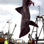 У берегов Австралии выловлена редкая гигантская акула