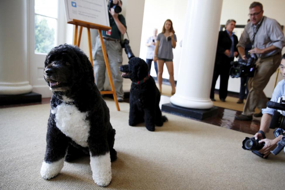 Собаки семьи Обама