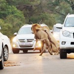 Львы убивают антилопу на глазах у ошеломлённых туристов
