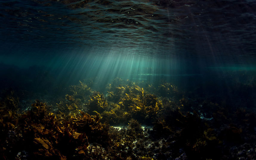 Подводный мир