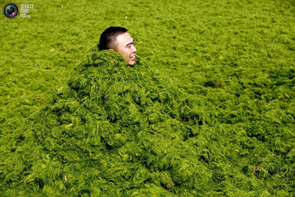 Зелёные водоросли