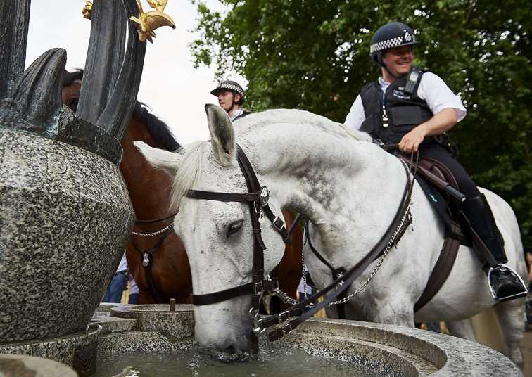 Лошадь конной полиции