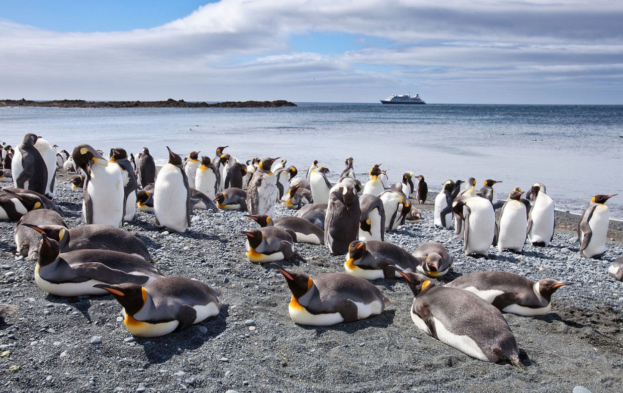 1. Большая популяция пингвинов живёт на австралийском зелёном острове Маккуори.