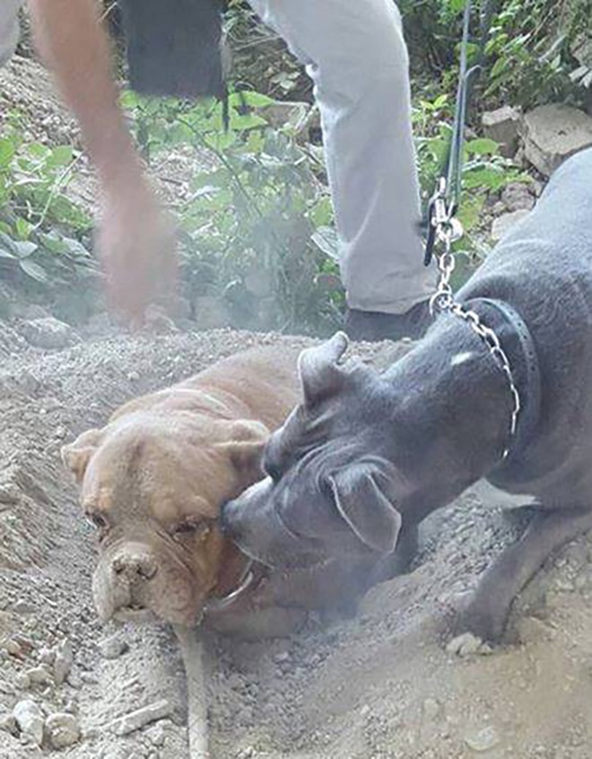 2 года тюрьмы и 30 тысяч евро штрафа грозит французу, заживо похоронившему свою собаку