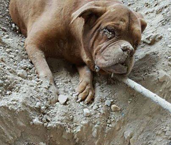 2 года тюрьмы и 30 тысяч евро штрафа грозит французу, заживо похоронившему свою собаку