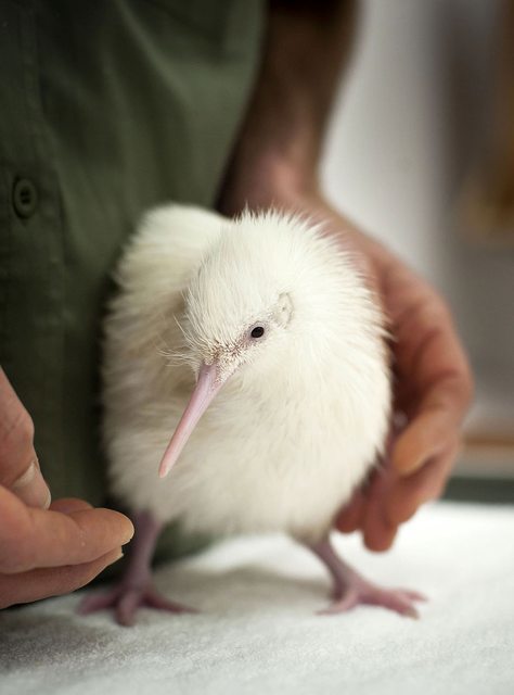 Животные – альбиносы