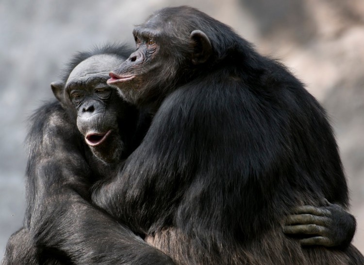 10 доказательств того, что шимпанзе совсем как люди
