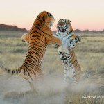 Восхищение тиграми