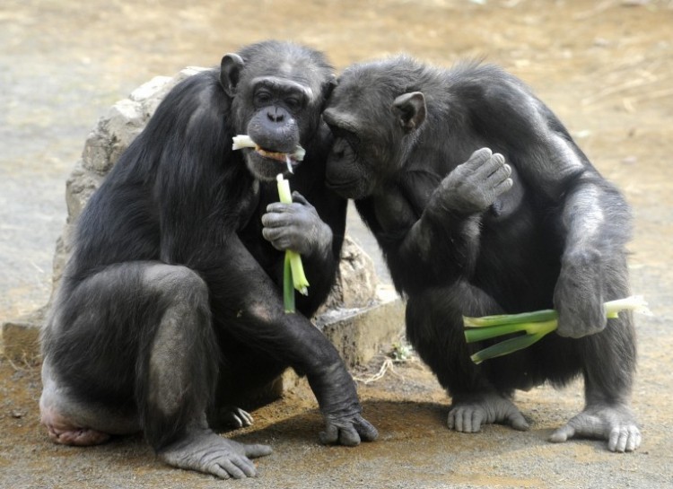 10 доказательств того, что шимпанзе совсем как люди