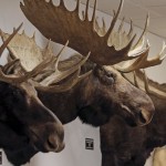 Чучела животных в музее клуба лучной охоты «Pope & Young»