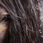 Невероятные фотографии исландских лошадей