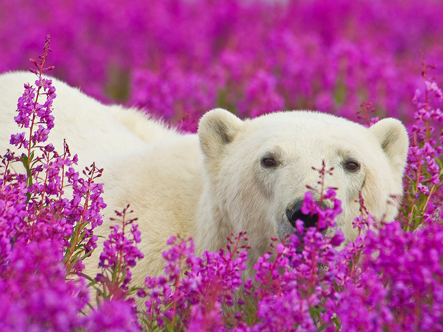 Эти игривые полярные медведи