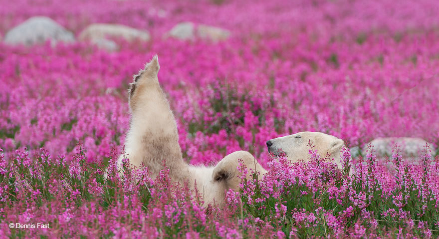 Эти игривые полярные медведи