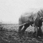 Как слоны вспахивали поля  во времена мировых войн