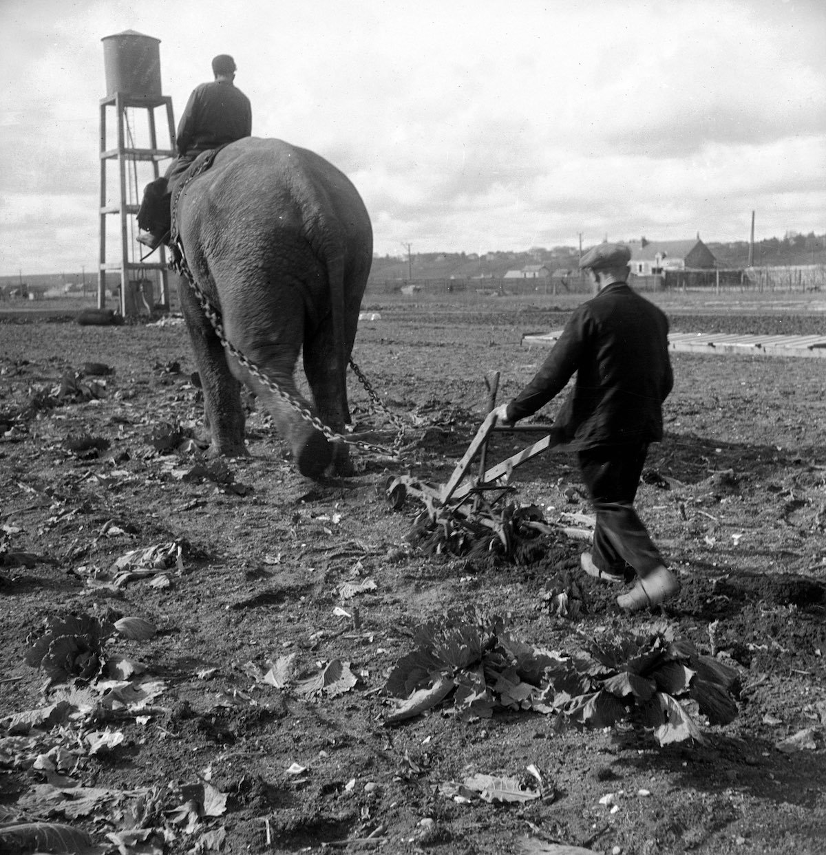 Как слоны вспахивали поля  во времена мировых войн 