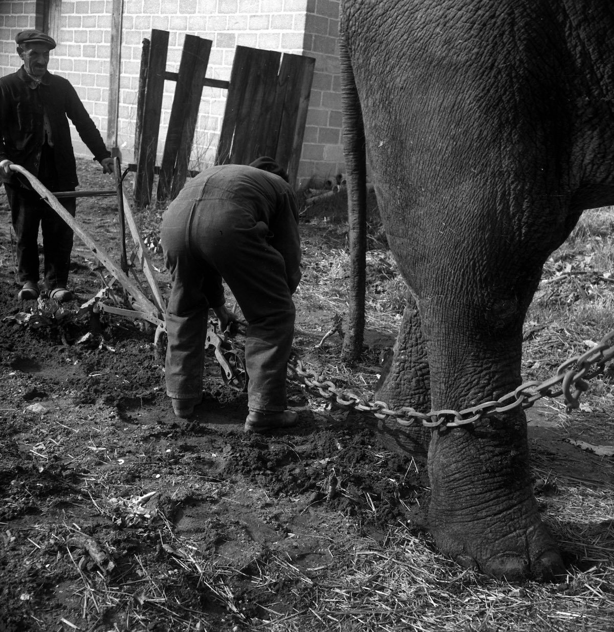 Как слоны вспахивали поля во времена Первой мировой