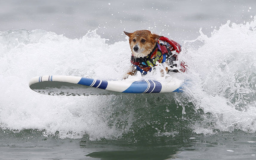 Собачий сёрфинг