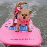 Соревнование по сёрфингу среди собак в Калифорнии