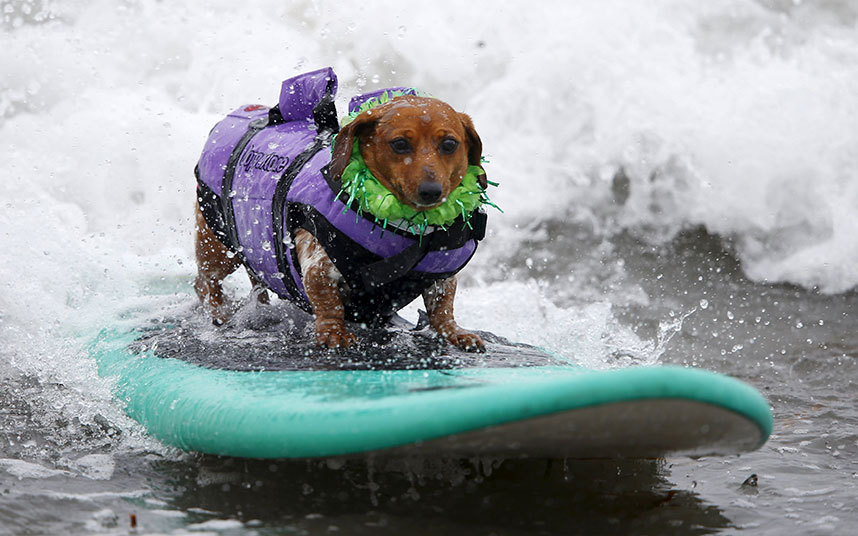 Собачий сёрфинг