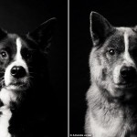 Собаки: тогда и сейчас