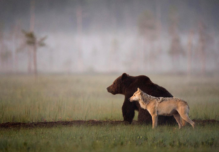 Волк и медведь